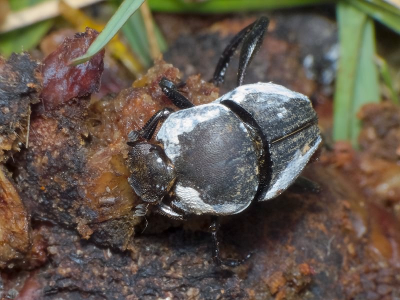 Sisyphus schaefferi boschniaki Fischer, 1823
